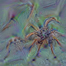 n01775062 wolf spider, hunting spider